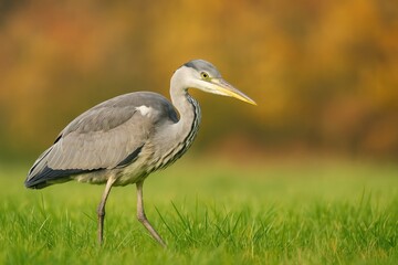 Fototapeta premium Grey Heron during hunting on the meadow