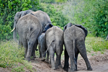 Fototapeta premium elephant family from behind