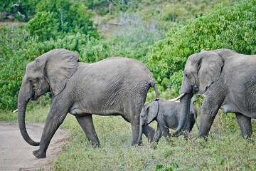 Elephant family with baby elephant crossing the road