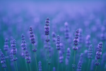 Obraz premium Vivid lavender plantation captured with a soft focus effect