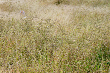 Green and Golden Bermuda Grass Field with Star Shaped Seed Heads in Summer Sunlight Illustrating...