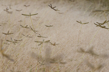 Golden dried wild Finger Grass and Crowfoot seed heads Dactyloctenium aegyptium creating delicate star patterns in a soft natural meadow landscape