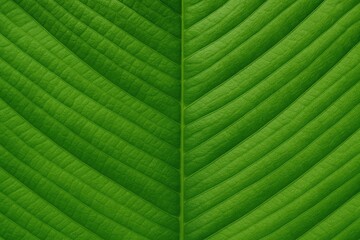 Detailed shot of a vibrant green leaf surface