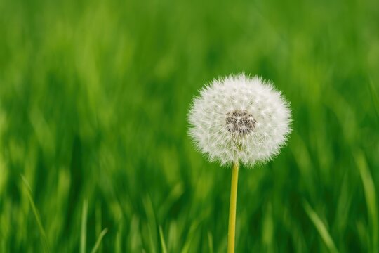 Detailed view of a white dandelion seed resting on lush green grass