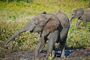 Obraz premium Elephant splashes itself with mud