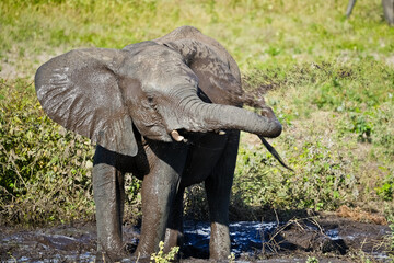 Elephant splashes mud on its flank