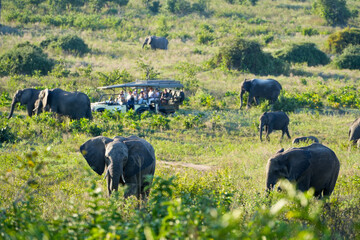 herd of elephants in the savannah with a game drive vehicle