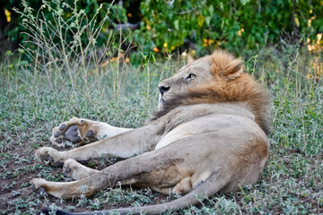 lion lying in the savannah and raises its head