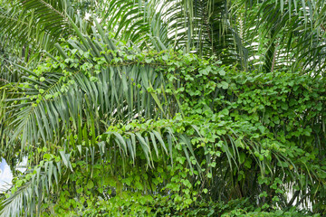 Dense tropical palm fronds beautifully intertwined with lush green climbing vines symbolizing...