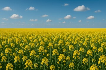 Biofuel production from rapeseed crop fields