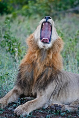 lion with its mouth open