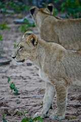 lioness in the bush