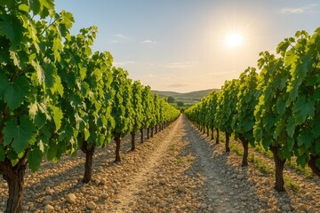 Detailed panoramic view of a summer vineyard with lush grapevines under the sunny sky, highlighting scenic agricultural landscapes and harvest season in autumn.
