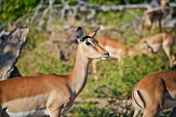 impala in the savannah