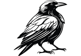 crow isolated on white background