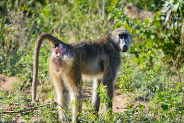 Fototapeta premium baboon looking back from behind