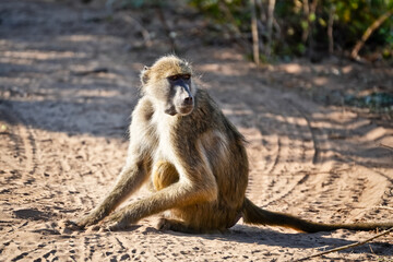 Obraz premium baboon sitting in the sand