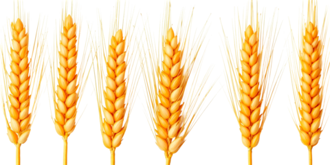 Ears of wheat , isolated on transparent background, png