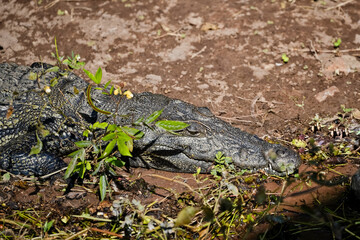 crocodile lies in the sand