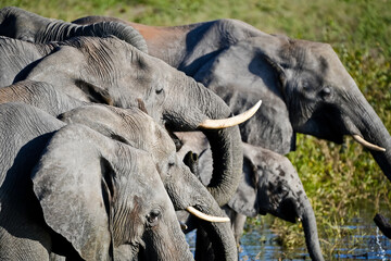 large elephant with tusks drinking in the herd
