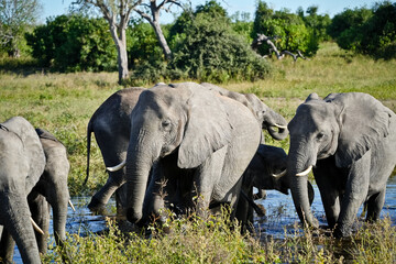 Elephants move through the water