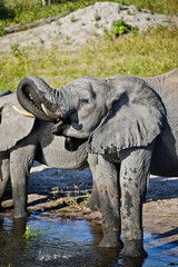 Fototapeta premium elephant puts its trunk in its mouth and drinks water