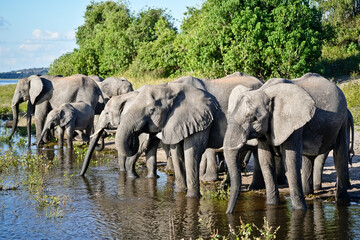 A herd of elephants stands in the water and drinks