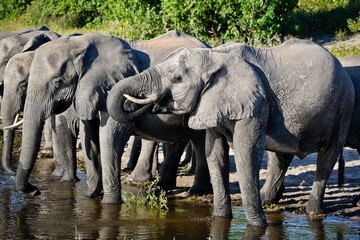 The elephant stands in the water and puts its trunk in its mouth