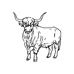 highland cow sketch vector illustration