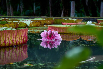 Botanischer Garten Mauritius