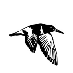 flying kingfisher vector illustration