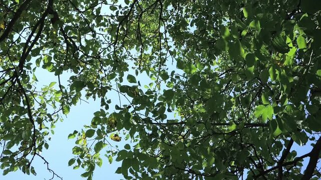 Bottom view on Persian walnut tree (juglans regia) in slow-motion