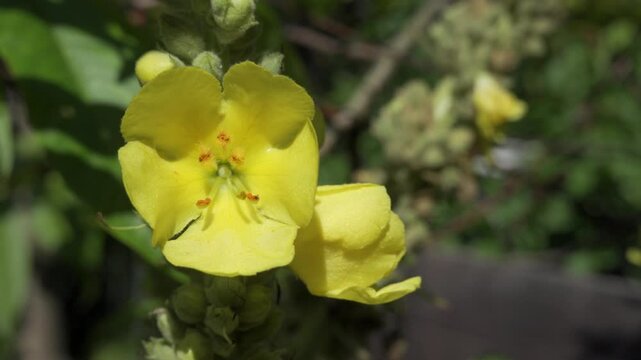 Great mullein flower (verbascum thapsus), yellow plant known as greater or common mullein