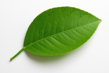 Lemon tree with lush green leaf on a plain white background