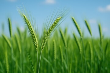 Obraz premium Springtime rye with lush green ears in the field