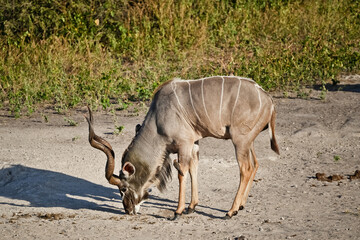 Kudu with head bowed in the sand