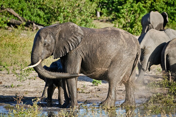 Elephant splashes mud on its belly