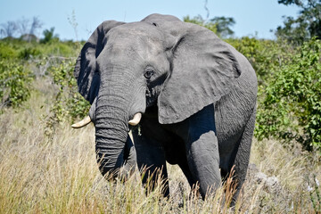 Fototapeta premium big elephant in the bush
