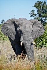 large elephant with ears pricked up in the bush