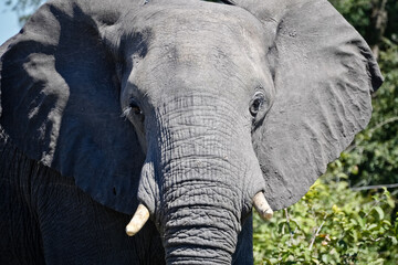 large elephant with ears pricked up in portrait