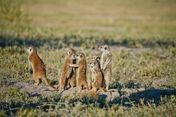 group of meerkat on the ground