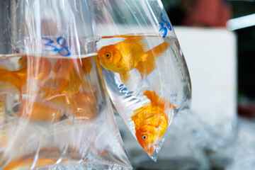 Goldfishes inside plastic bags for sale in Hong Kong