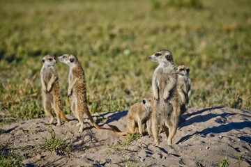 group of meerkat on the ground