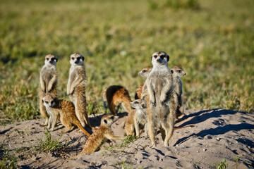 group of meerkat on the ground