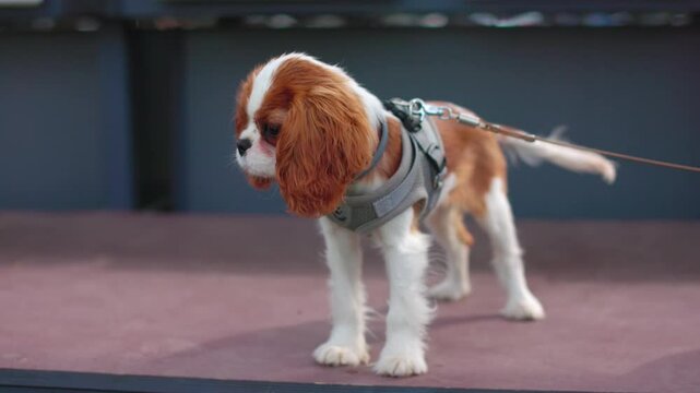 Cavalier King Charles Spaniel