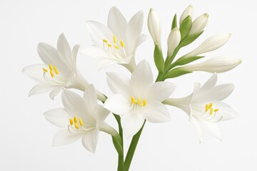 White background showcasing a Hosta plantaginea flower
