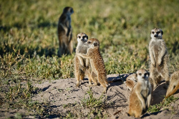 group of meerkat on the ground