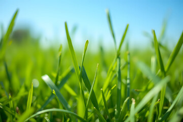 Obraz premium Close up of green lawn on a sunny day. Blue sky on the background. Selective focus.