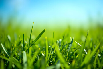 Fototapeta premium Close up of green lawn on a sunny day. Blue sky on the background. Selective focus.