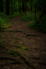 Forest trail with exposed tree roots in lush green woodland